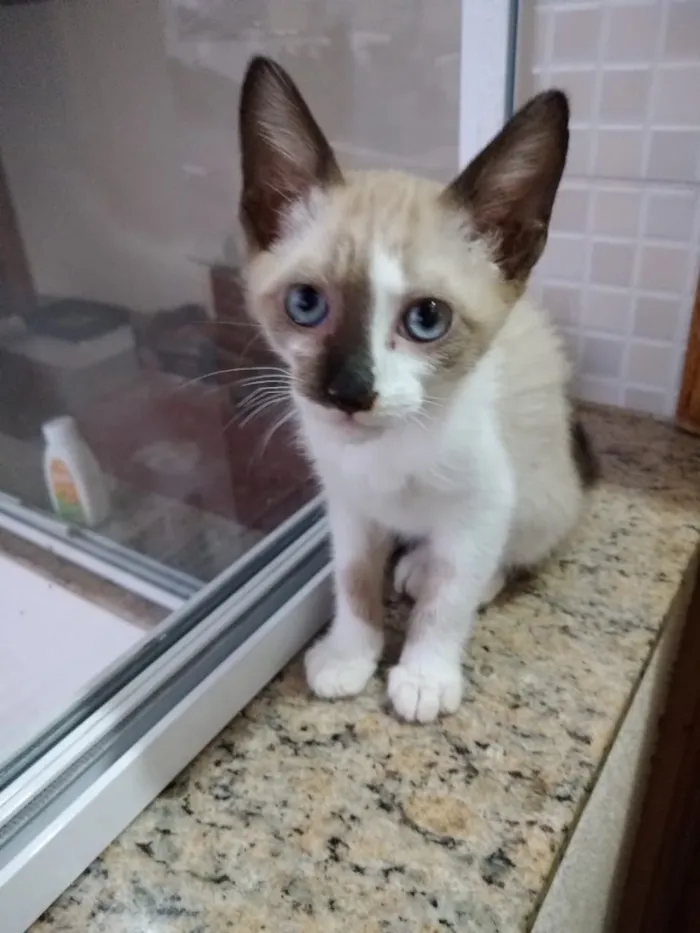 Gato ra a Siames com viralatinha  idade 2 a 6 meses nome Isabella linda bebê 