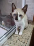 Isabella linda bebê