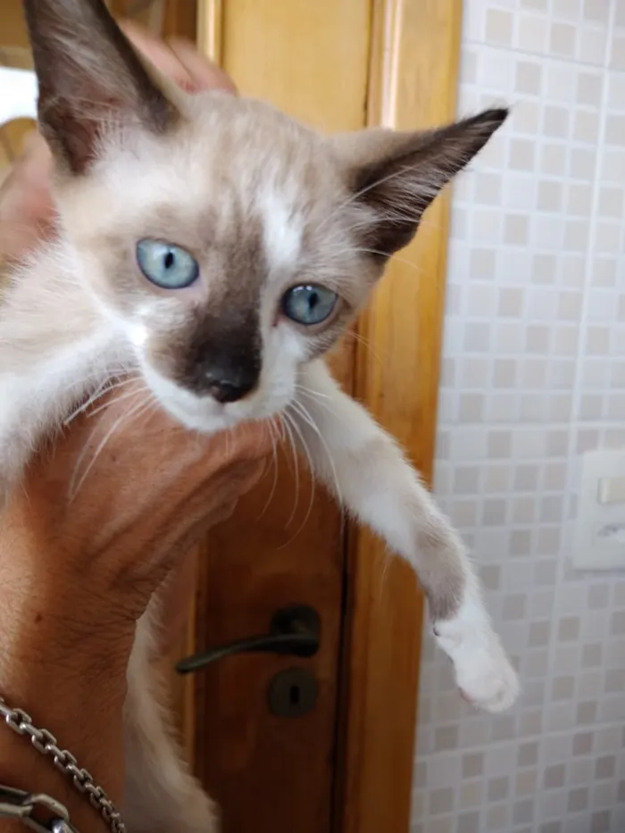 Gato ra a Siames com viralatinha  idade 2 a 6 meses nome Isabella linda bebê 