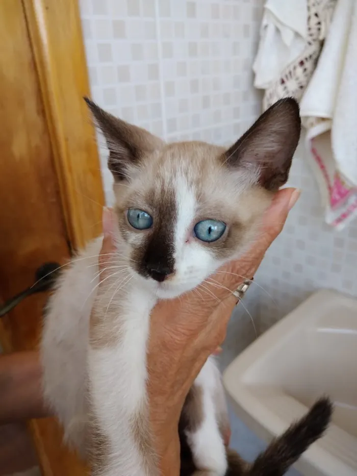 Gato ra a Siames com viralatinha  idade 2 a 6 meses nome Isabella linda bebê 