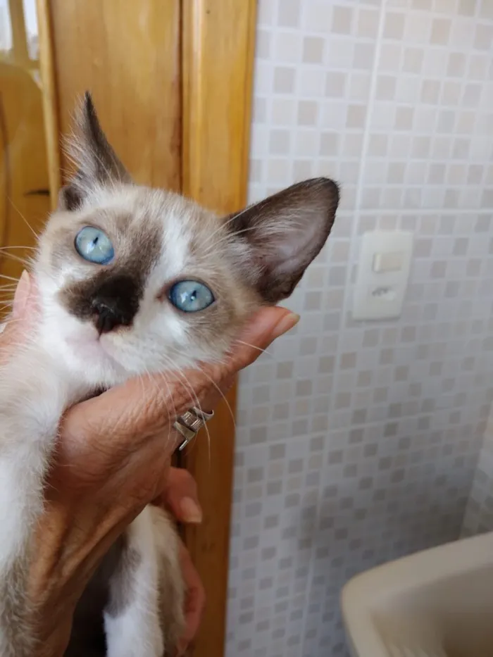 Gato ra a Siames com viralatinha  idade 2 a 6 meses nome Isabella linda bebê 
