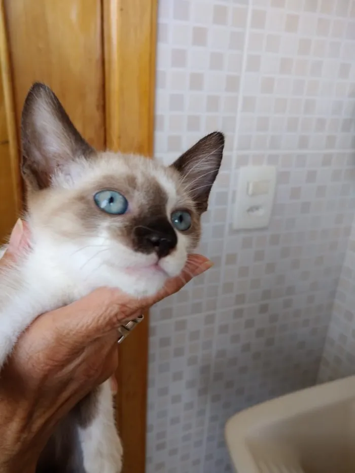 Gato ra a Siames com viralatinha  idade 2 a 6 meses nome Isabella linda bebê 