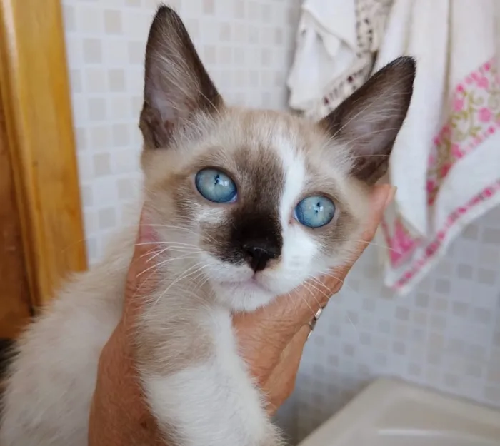 Gato ra a Siames com viralatinha  idade 2 a 6 meses nome Isabella linda bebê 