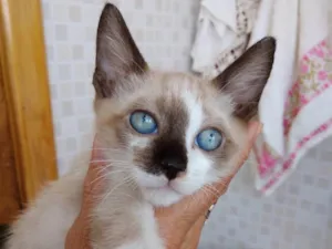 Gato raça Siames com viralatinha  idade 2 a 6 meses nome Isabella linda bebê 
