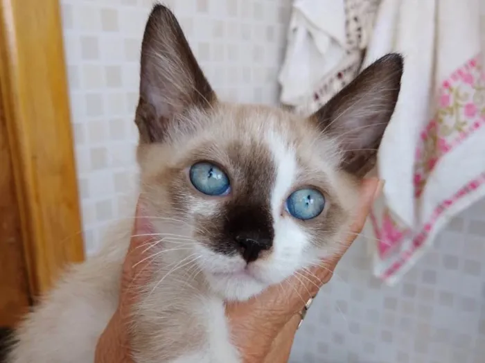 Gato ra a Siames com viralatinha  idade 2 a 6 meses nome Isabella linda bebê 