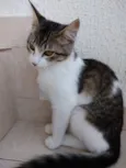 Pompom linda bebe