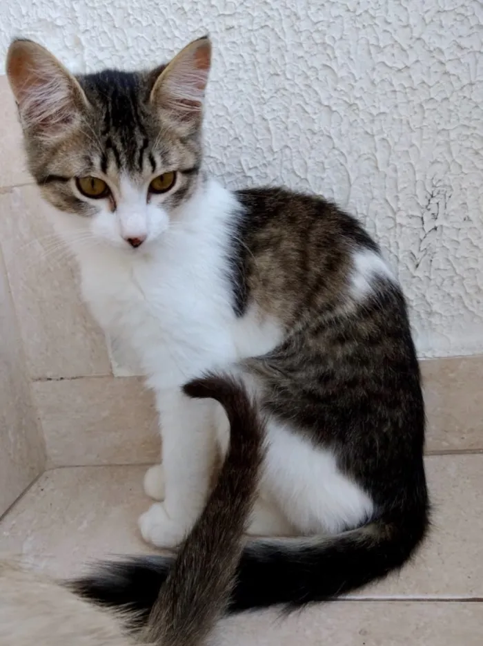 Gato ra a Srd  idade 2 a 6 meses nome Pompom linda bebe 