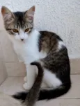 Pompom linda bebe