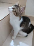 Pompom linda bebe