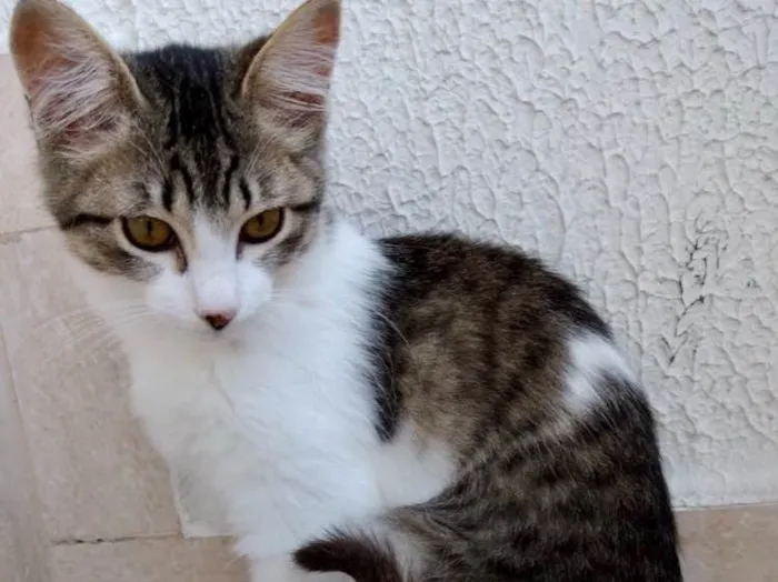 Gato ra a Srd  idade 2 a 6 meses nome Pompom linda bebe 