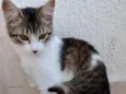 Pompom linda bebe