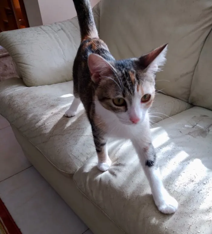 Gato ra a Tricolor  idade 2 a 6 meses nome Anna belíssima bebê 