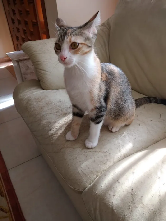 Gato ra a Tricolor  idade 2 a 6 meses nome Anna belíssima bebê 