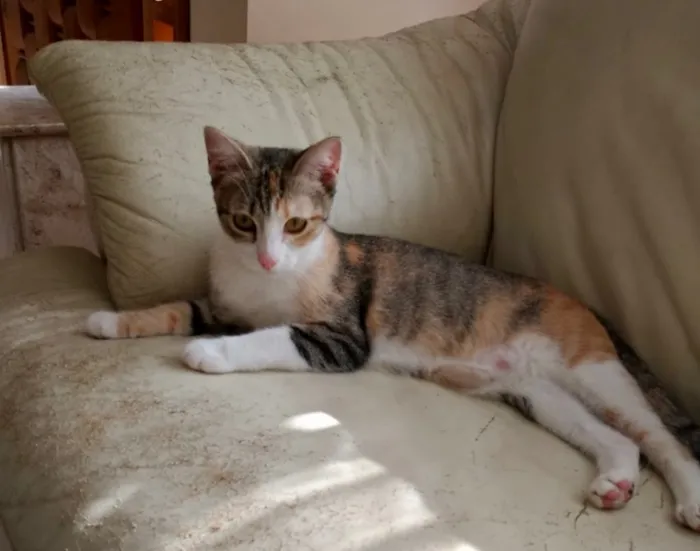 Gato ra a Tricolor  idade 2 a 6 meses nome Anna belíssima bebê 