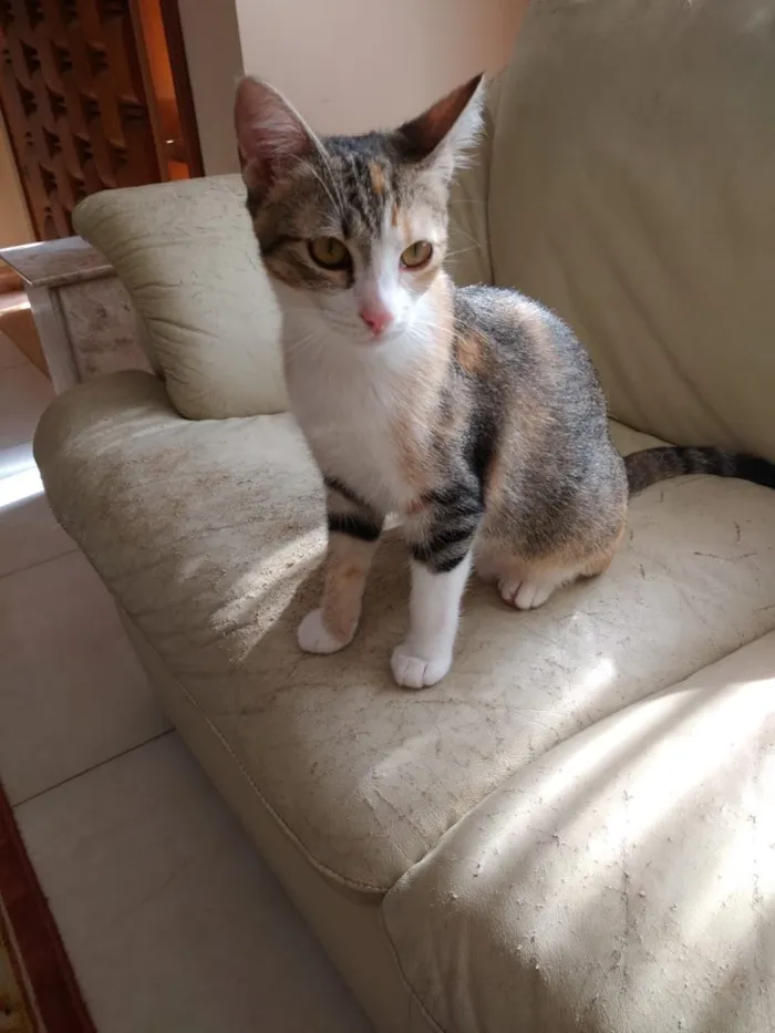 Gato ra a Tricolor  idade 2 a 6 meses nome Anna belíssima bebê 