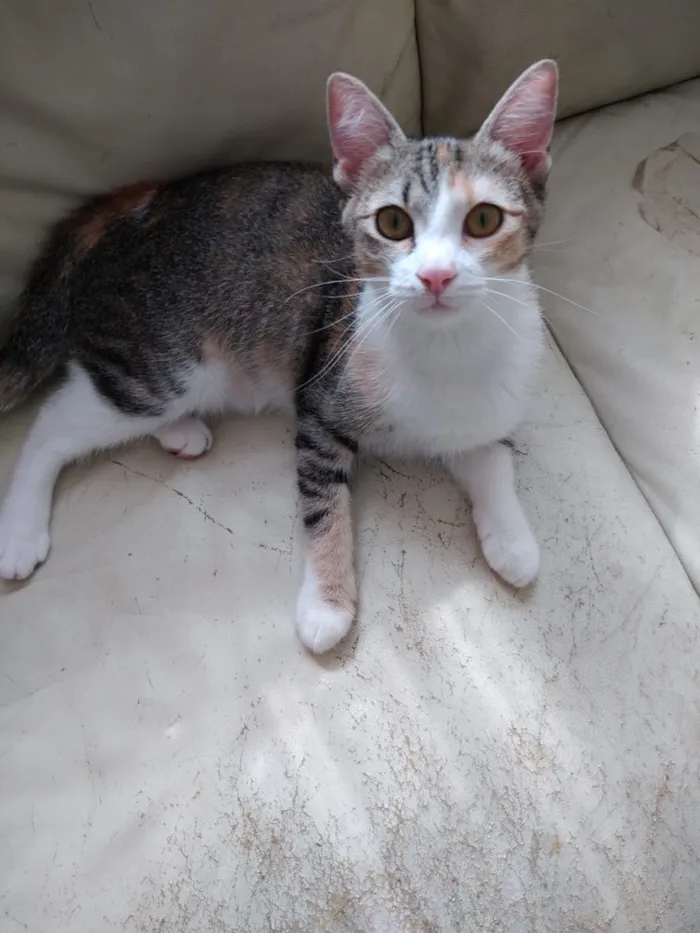Gato ra a Tricolor  idade 2 a 6 meses nome Anna belíssima bebê 