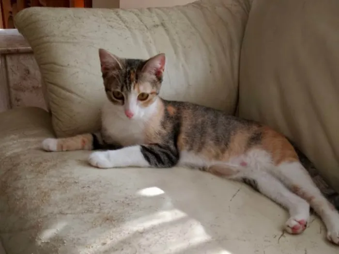 Gato ra a Tricolor  idade 2 a 6 meses nome Anna belíssima bebê 