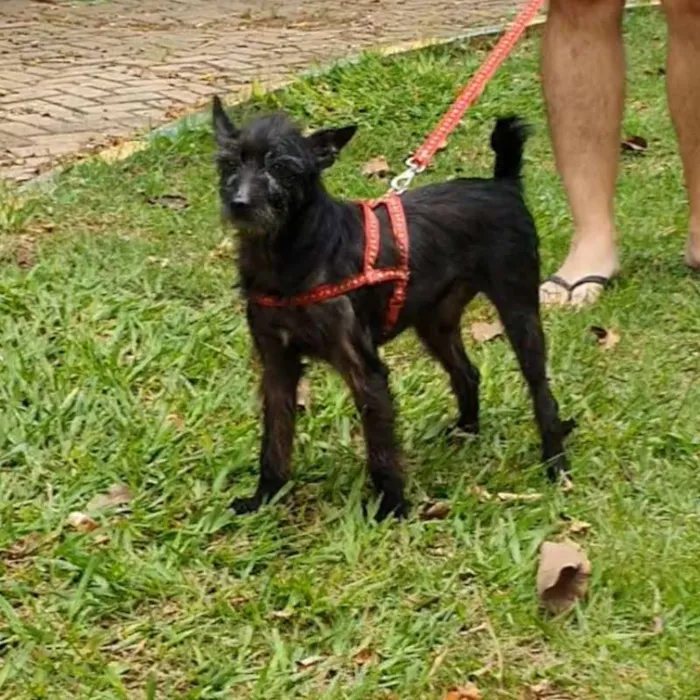 Cachorro ra a srd idade 3 anos nome Bolt
