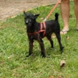 Bolt