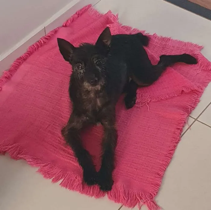 Cachorro ra a srd idade 3 anos nome Bolt