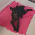 Bolt