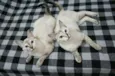 Bibi e Mimi