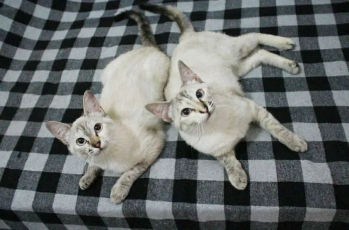 Gato ra a SRD idade 7 a 11 meses nome Bibi e Mimi