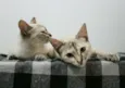 Bibi e Mimi