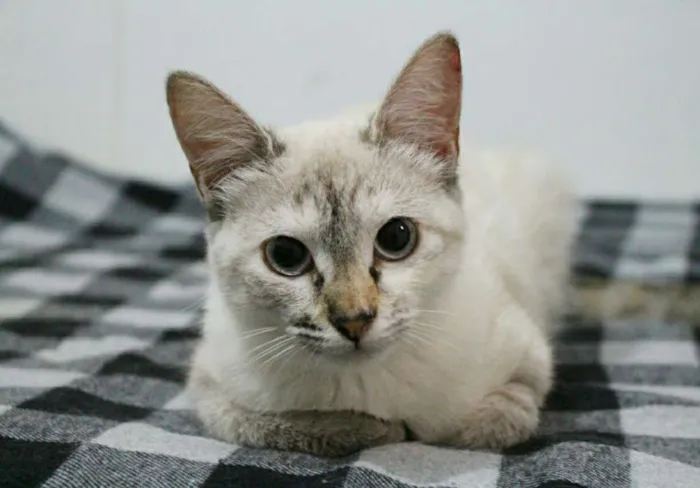 Gato ra a SRD idade 7 a 11 meses nome Bibi e Mimi