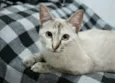 Bibi e Mimi