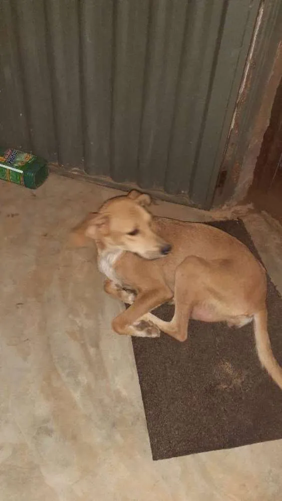 Cachorro ra a Sem raça idade 2 anos nome Diana e filhotes