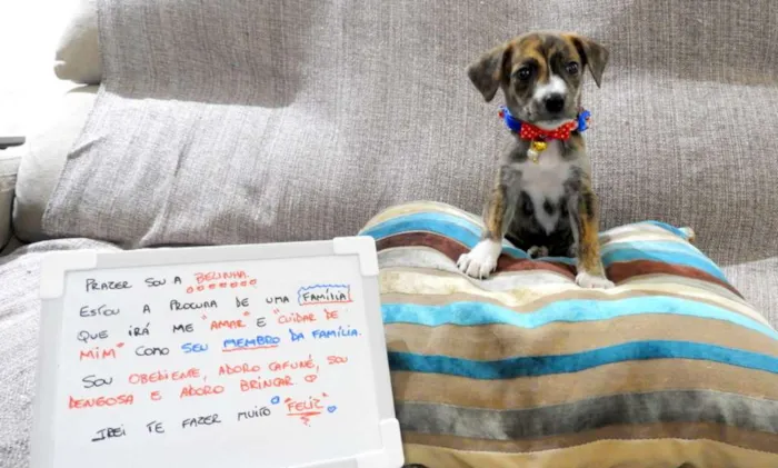 Cachorro ra a Mestiço - vira lata idade 2 a 6 meses nome Bela