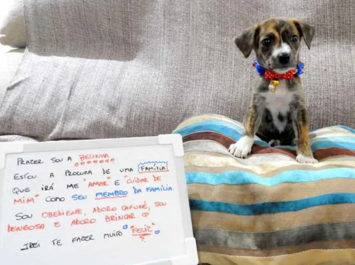 Cachorro ra a Mestiço - vira lata idade 2 a 6 meses nome Bela
