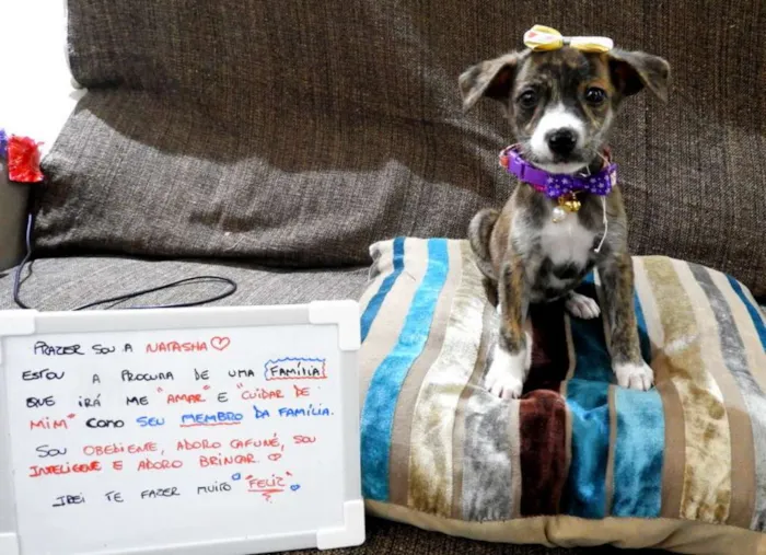 Cachorro ra a Mestiço - vira lata idade 2 a 6 meses nome Bela