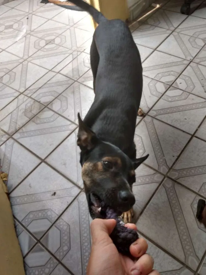 Cachorro ra a Vira lata com pastor alemão idade 2 a 6 meses nome Travis scott