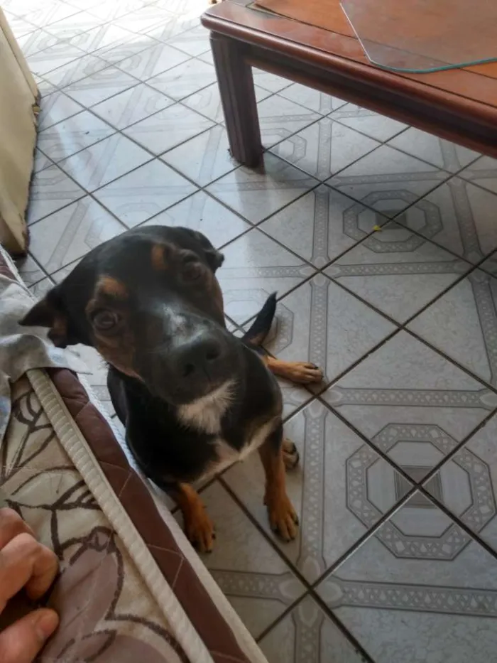 Cachorro ra a Vira lata com pastor alemão idade 2 a 6 meses nome Travis scott