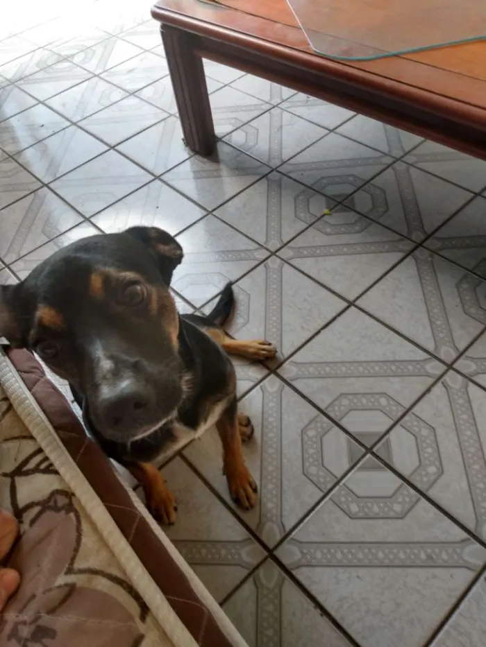 Cachorro ra a Vira lata com pastor alemão idade 2 a 6 meses nome Travis scott