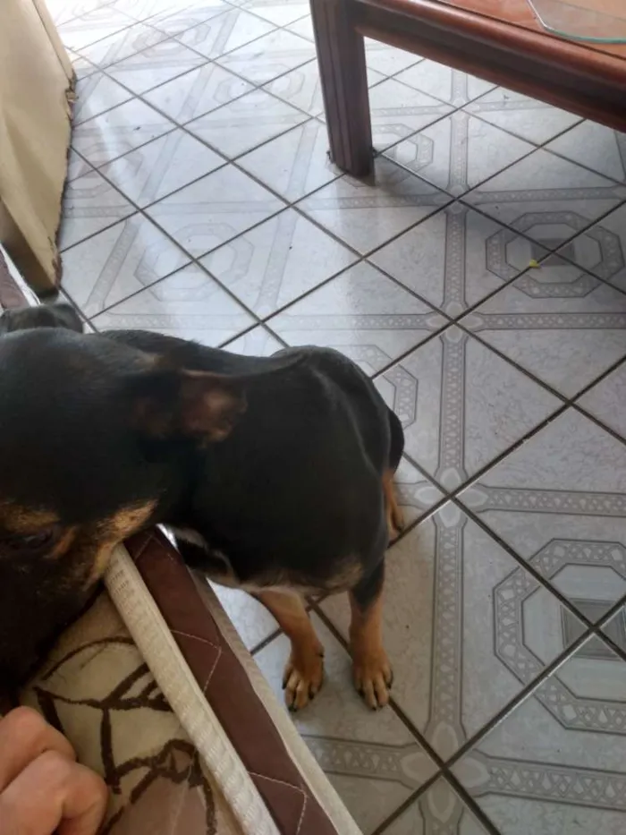 Cachorro ra a Vira lata com pastor alemão idade 2 a 6 meses nome Travis scott