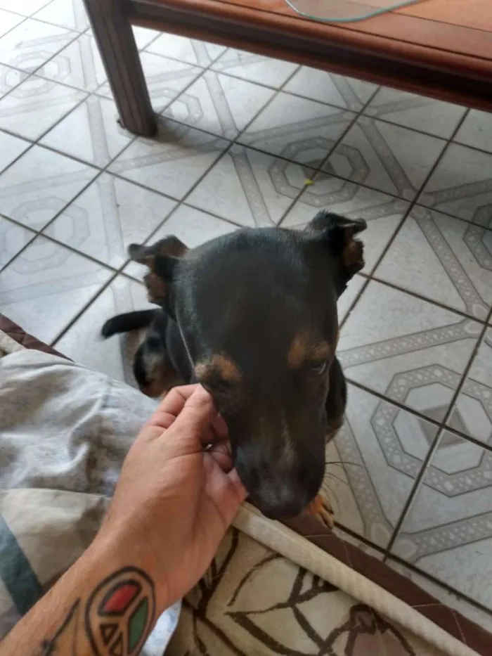 Cachorro ra a Vira lata com pastor alemão idade 2 a 6 meses nome Travis scott