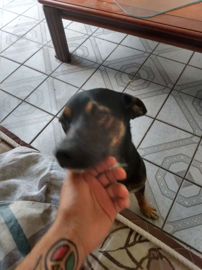 Cachorro ra a Vira lata com pastor alemão idade 2 a 6 meses nome Travis scott