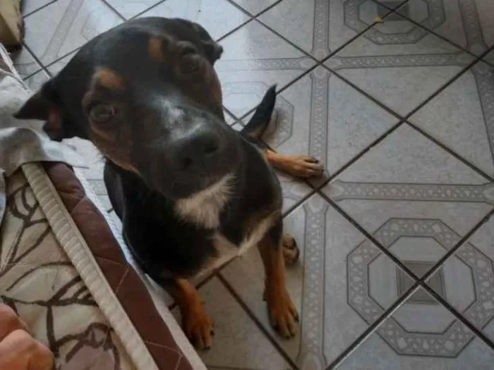 Cachorro ra a Vira lata com pastor alemão idade 2 a 6 meses nome Travis scott