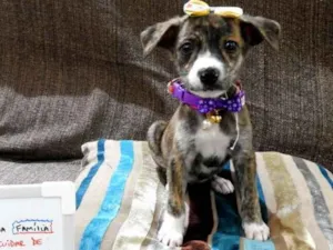 Cachorro raça Mestiço - vira lata idade 2 a 6 meses nome Bela
