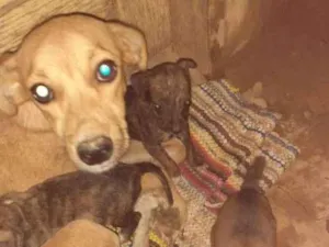 Cachorro raça Sem raça idade 2 anos nome Diana e filhotes