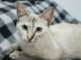 Bibi e Mimi