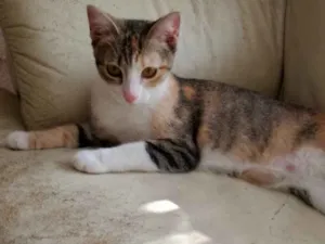 Gato raça Tricolor  idade 2 a 6 meses nome Anna belíssima bebê 
