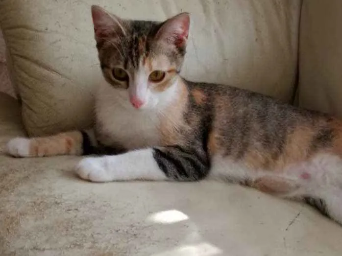 Gato ra a Tricolor  idade 2 a 6 meses nome Anna belíssima bebê 
