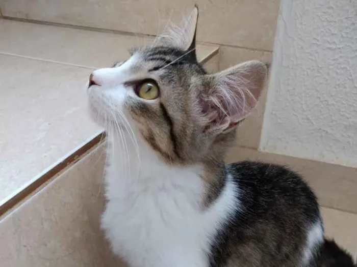 Gato ra a Srd  idade 2 a 6 meses nome Pompom linda bebe 