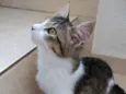 Pompom linda bebe