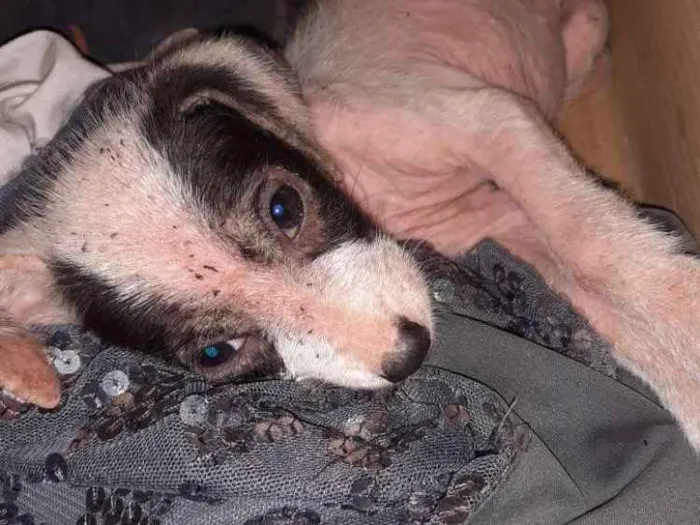 Cachorro ra a Sem raça definida idade 2 a 6 meses nome Charlie