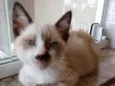 Floquinho lindo bebê